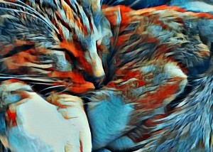 Sleeping Cat